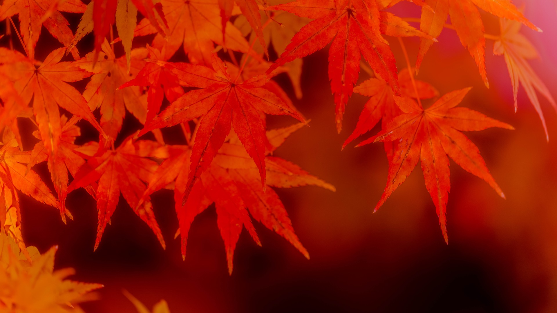 穴場 岐阜で紅葉を見に行くなら谷汲山華厳寺がおすすめ モンテのカメラ